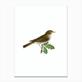 Vintage Thrush Nightingale Bird Illustration on Pure White Canvas Print