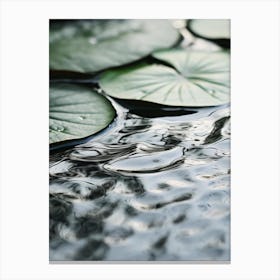 Water Lily 2 Canvas Print