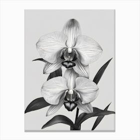 Phragmipedium Orchids Ink 2 Canvas Print