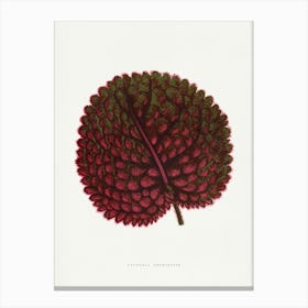 Vintage Botanical Art Print _2643246 Canvas Print