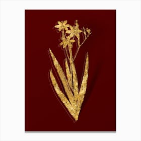 Vintage Blackberry Lily Botanical in Gold on Red n.0311 Canvas Print