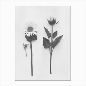 Sunflower Flower Photo Collage 3 Canvas Print