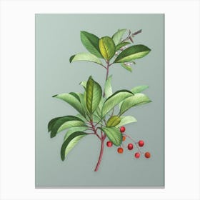 Vintage Greek Strawberry Tree Botanical Art on Mint Green Canvas Print