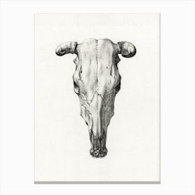 Skull Of Cow, Jean Bernard Canvas Print