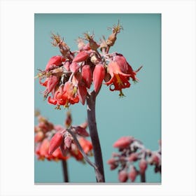 Flamingo flowers  Canvas Print