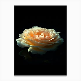 Peach Rose 14 Canvas Print