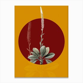 Vintage Botanical Blazing Star on Circle Red on Yellow n.0236 Canvas Print
