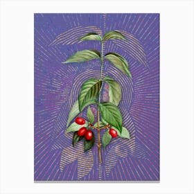 Vintage Cornelian Cherry Botanical Illustration on Veri Peri Canvas Print