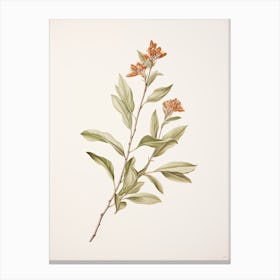 Cinnamon Vintage Botanical Herbs 1 Canvas Print