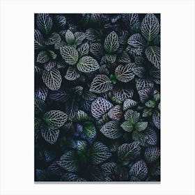 Dark Green Leaves Canvas Print