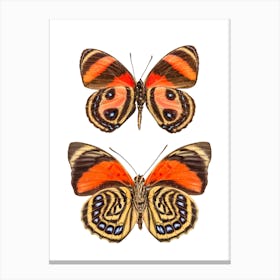 Two Orange Butterflies Canvas Print