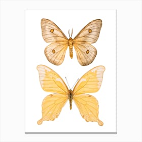 Two Light Yellow Butterflies Canvas Print