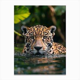 Jaguar Swimming In Water Canvas Print