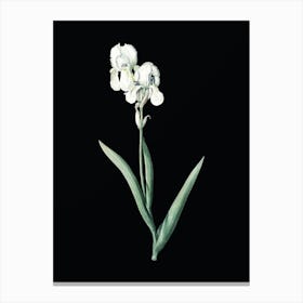 Vintage Tall Bearded Iris Botanical Illustration on Solid Black n.0494 Canvas Print