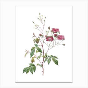 Vintage Pink Noisette Roses Botanical Illustration on Pure White n.0816 Canvas Print