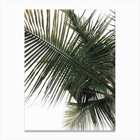 Palm Tree 9 Canvas Print