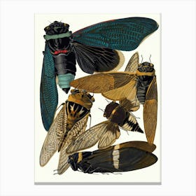 Vintage Cicada Canvas Print