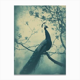 Peacock In A Tree Vintage Cyanotype Inspired 1 Canvas Print