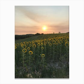 Sunflowers At Sunset Canvas Print