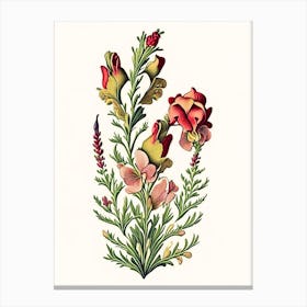 Snapdragon 1 Floral Botanical Vintage Poster Flower Canvas Print