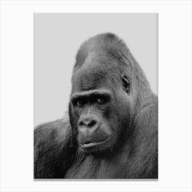 Gorilla Portrait Canvas Print