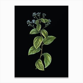 Vintage New Jersey Tea Botanical Illustration on Solid Black n.0175 Canvas Print