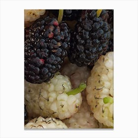 Blackberry Canvas Print