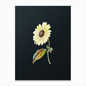 Vintage California Sunflower Botanical Watercolor Illustration on Dark Teal Blue n.0838 Canvas Print