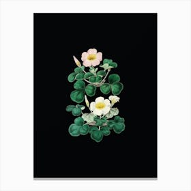 Vintage Variable Oxalis Branch Botanical Illustration on Solid Black n.0755 Canvas Print