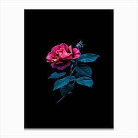 Pink Rose 74 Canvas Print