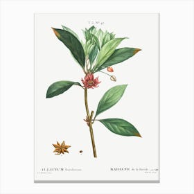 Florida Anise, Pierre Joseph Redoute Canvas Print