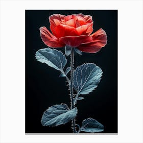 Red Rose Canvas Print