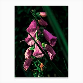 A Purple Flower In The Sunlight Canvas Print