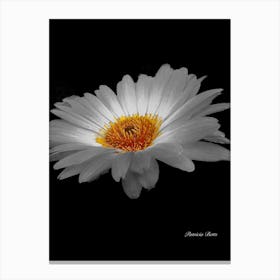 Daisy - Selective Color - Photography Canvas Print