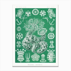 Thuroidea–Gurkensterne, Ernst Haeckel Canvas Print