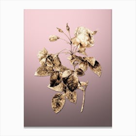 Gold Botanical Pink Boursault Rose on Rose Quartz n.3699 Canvas Print