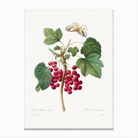 Red Currant From Choix Des Plus Belles Fleurs, Pierre Joseph Redouté Canvas Print