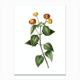 Vintage Tickberry Botanical Illustration on Pure White n.0585 Canvas Print