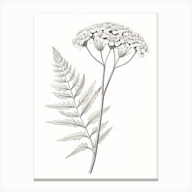 Yarrow Savory Vintage Botanical Herbs 0 Canvas Print