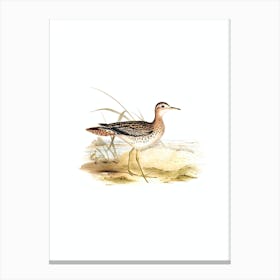Vintage Bartram's Sandpiper Bird Illustration on Pure White n.0010 Canvas Print