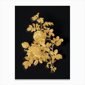Vintage Sulphur Rose Botanical in Gold on Black n.0385 Canvas Print