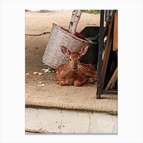 Baby fawn Canvas Print