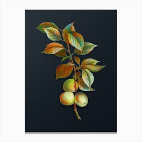 Vintage Briancon Apricot Botanical Watercolor Illustration on Dark Teal Blue Canvas Print