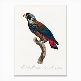 The Bronze Winged Parrot, From Natural History Of Parrots, Francois Levaillant Canvas Print