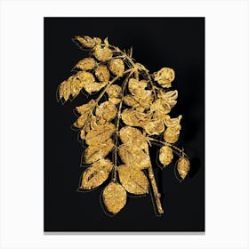 Vintage Robinier Rose Bloom Botanical in Gold on Black n.0441 Canvas Print