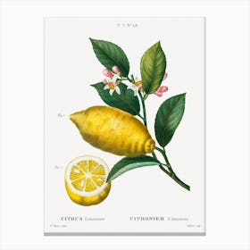 An Enlarged Version Of Lemon With Leaves, Pierre Joseph Redoute Canvas Print