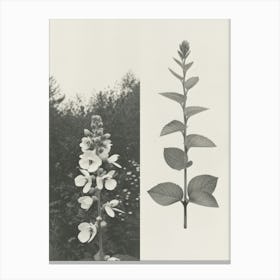 Snapdragon Flower Photo Collage 1 Canvas Print