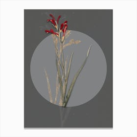 Vintage Botanical Gladiolus Cunonius on Circle Gray on Gray n.0166 Canvas Print