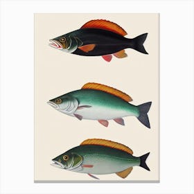 Mulloway Vintage Poster Canvas Print