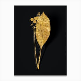 Vintage Bulltongue Arrowhead Botanical in Gold on Black n.0165 Canvas Print